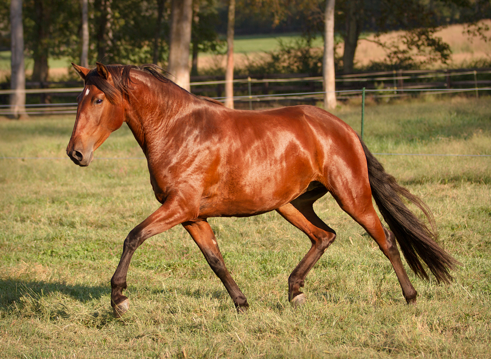 DEM Princessa Lusitano mare cantering through high grass