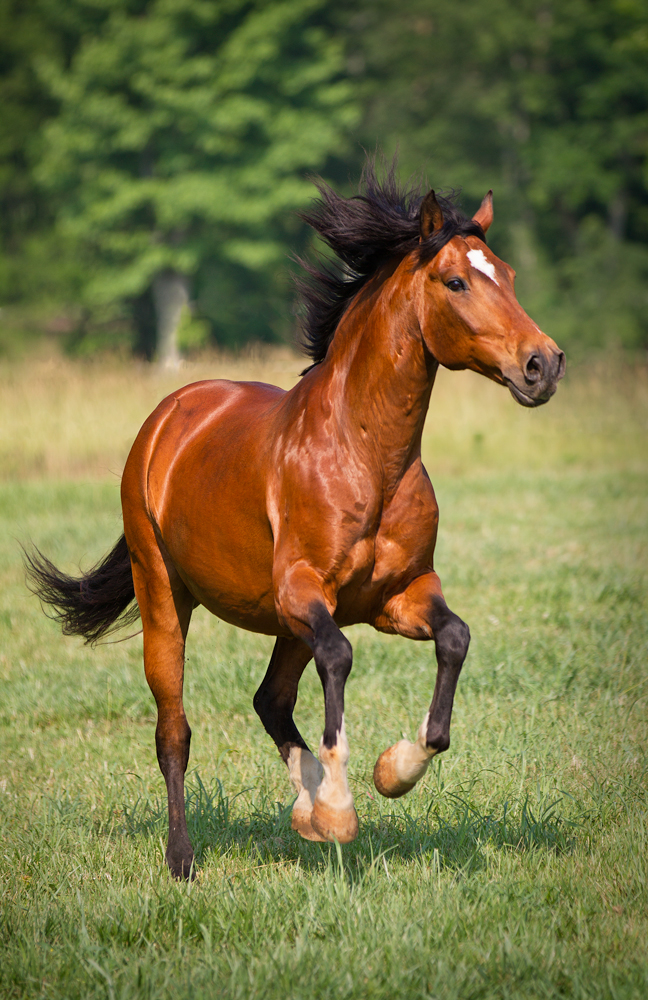 Quedimas bay Lusitano gelding cantering