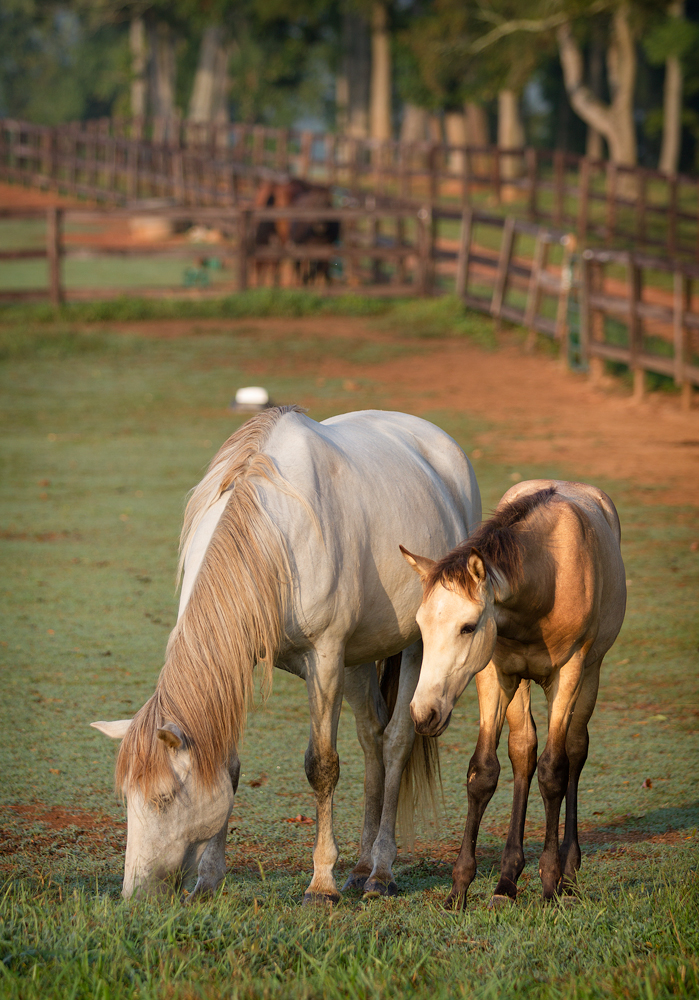 DEM Ramses a buckskin Lusitano colt