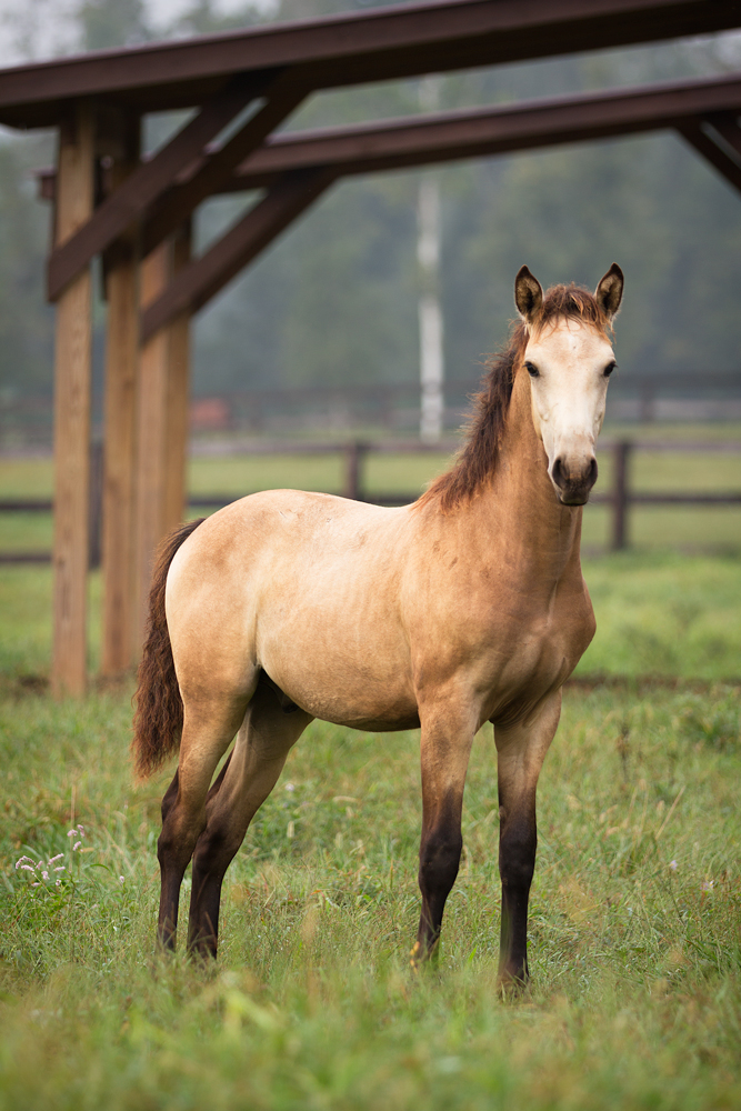 DEM Ramses buckskin Lusitano colt standing in paddock