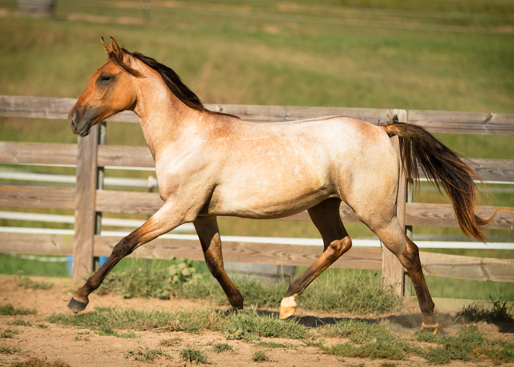 DEM Regala Lusitano Tennesse walker yearling filly trotting