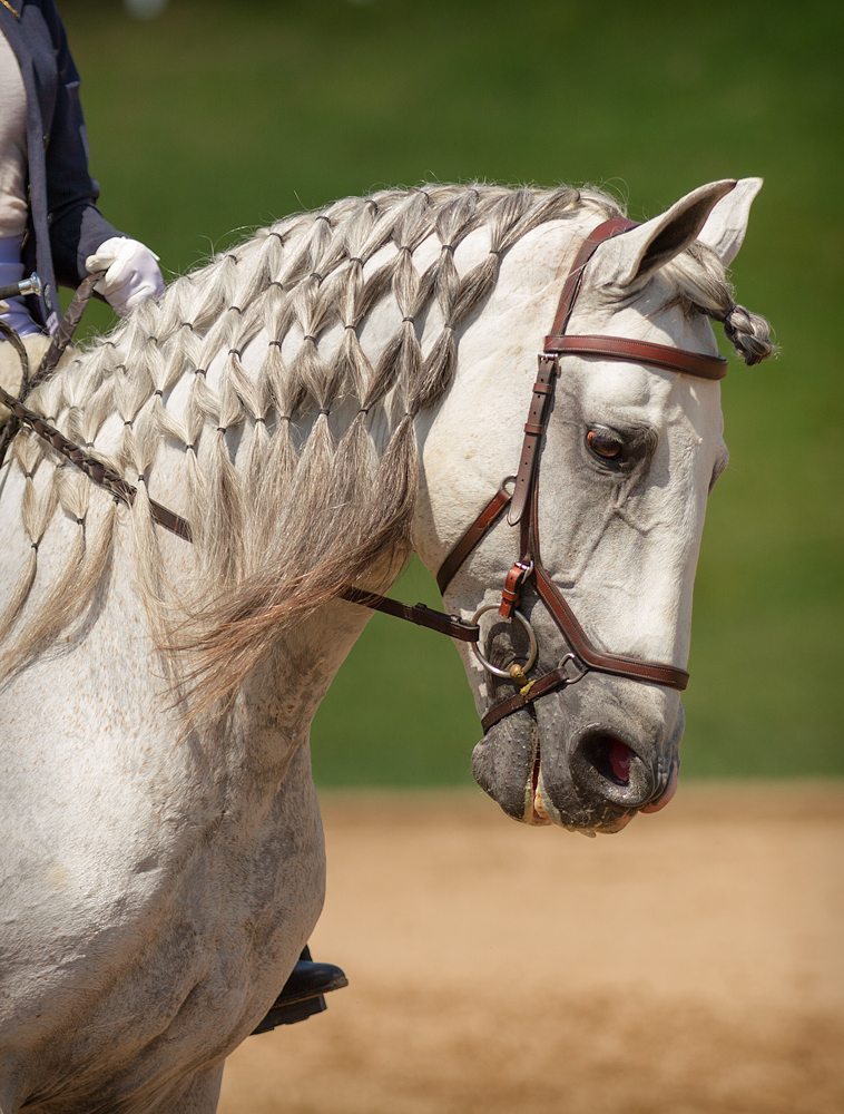 DEM Royalsstar grey Lusitano breeding stallion