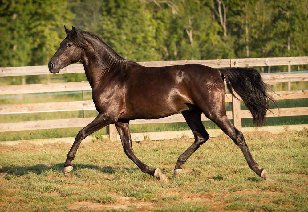 DEM Salvador dark bay Lusitano/Andalusian colt trotting