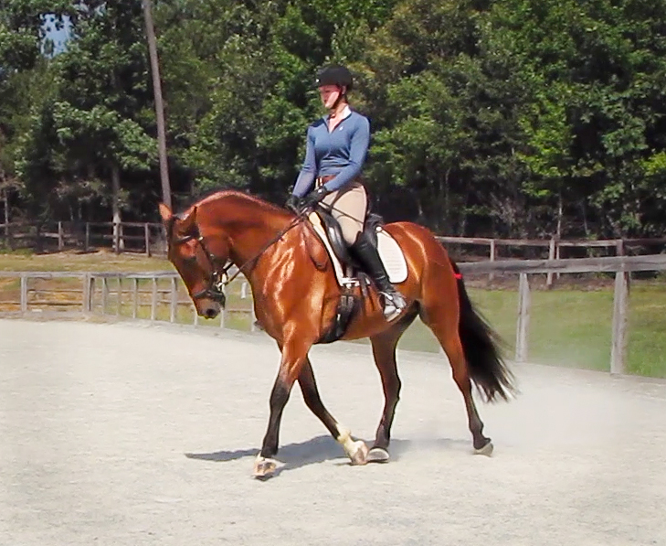 headshot of DEM Tarjo bay Lusitano colt