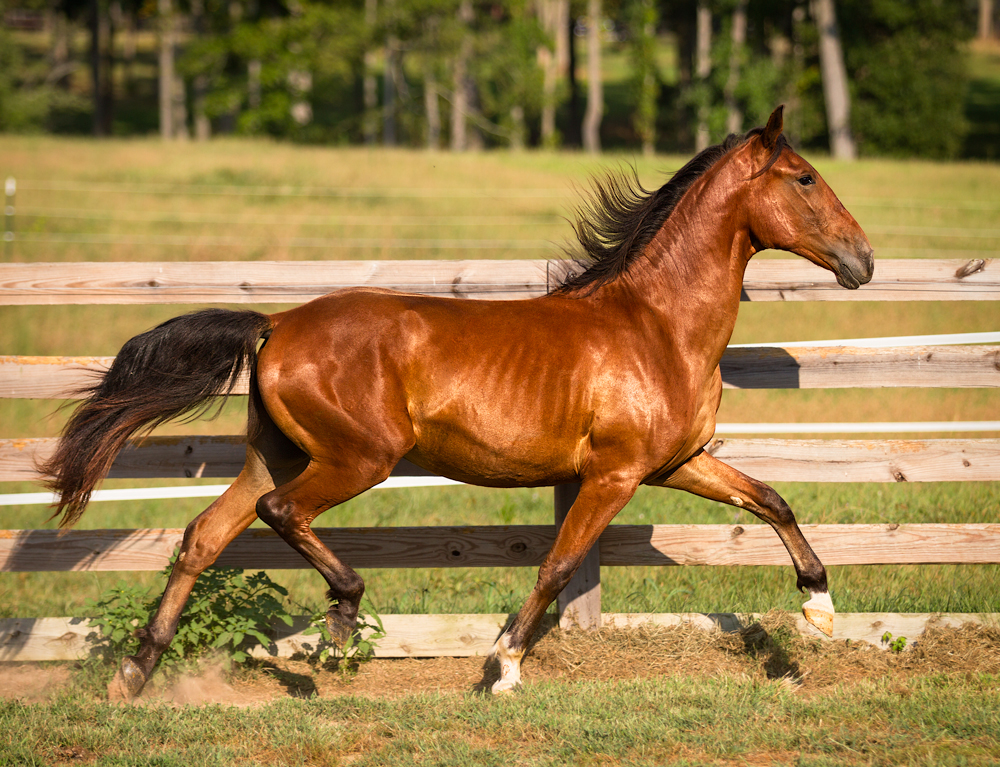 DEM Tarjo bay Lusitano colt trotting through a field