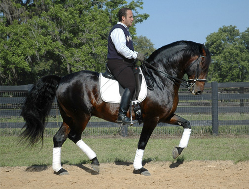 Tejo II VA dark bay Lusitano stallion