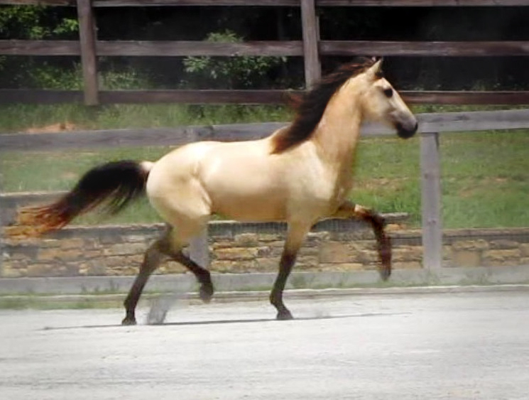 DEM Tesseract buckskin Lusitano solt trotting in arena