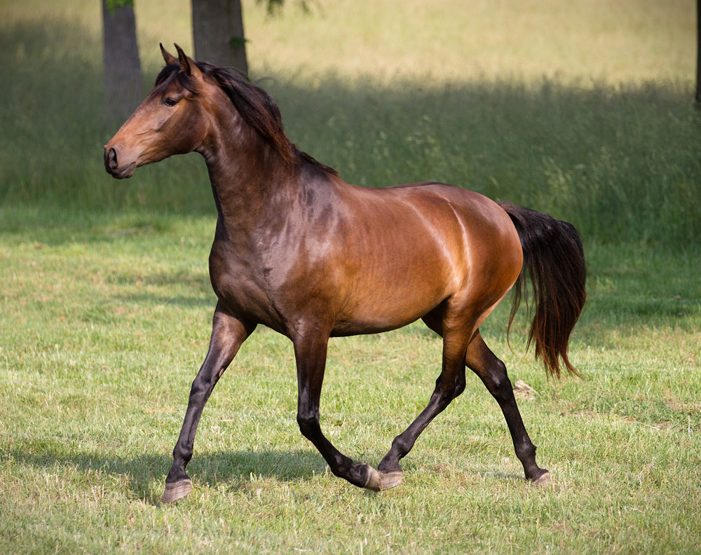 DEM Trina Lusitano bay mare trotting