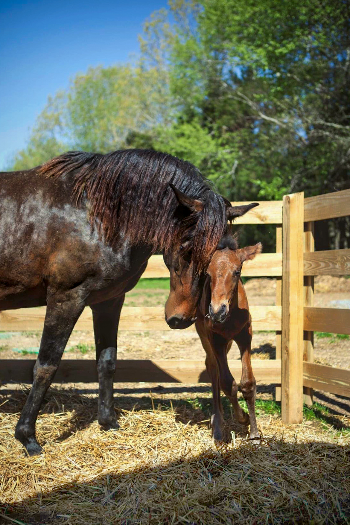 DEM Trina nuzzling her chestnut colored foal