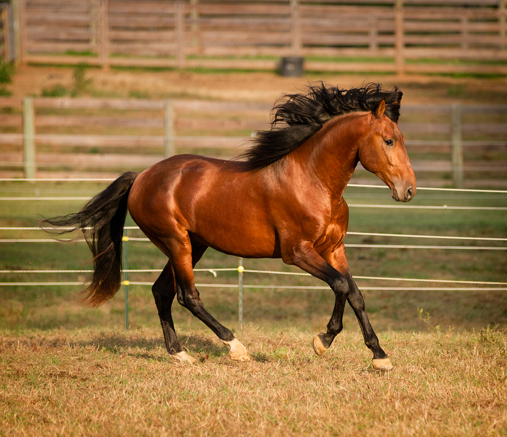 DEM Troubadour bay Lusitano stallion standing still sniffing grass