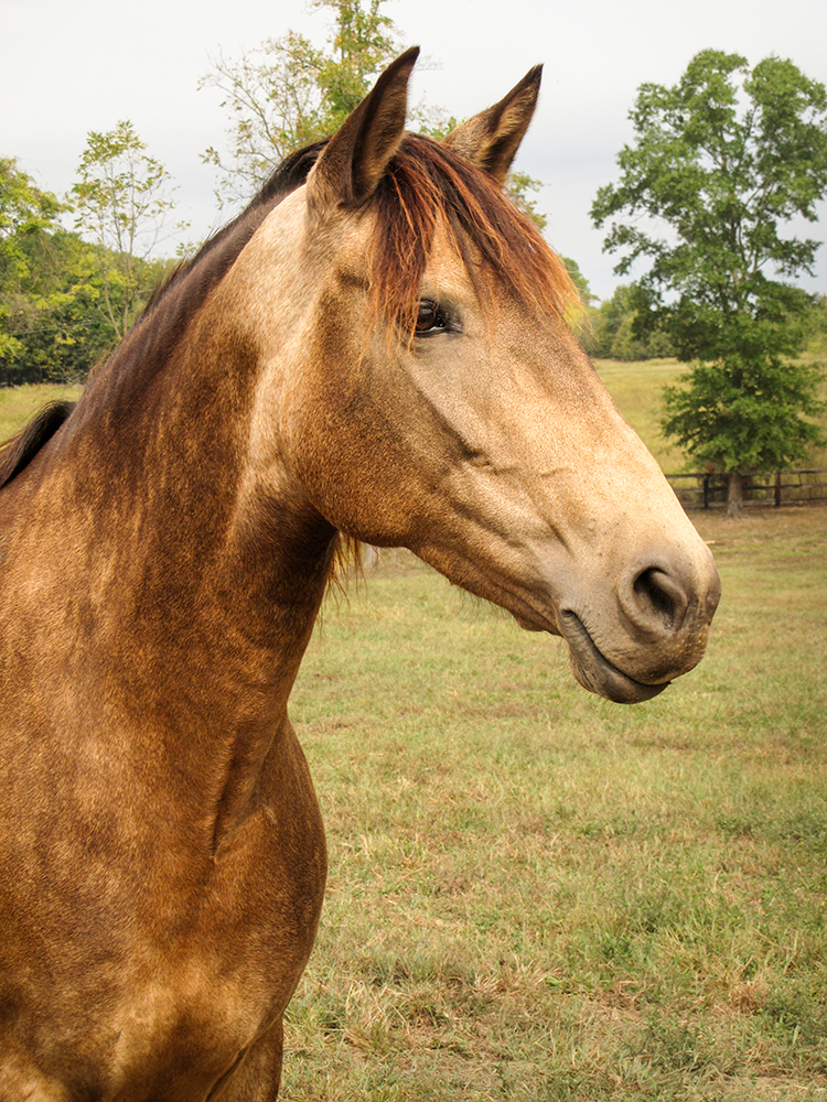 DEM Lucia bay Lusitano mare