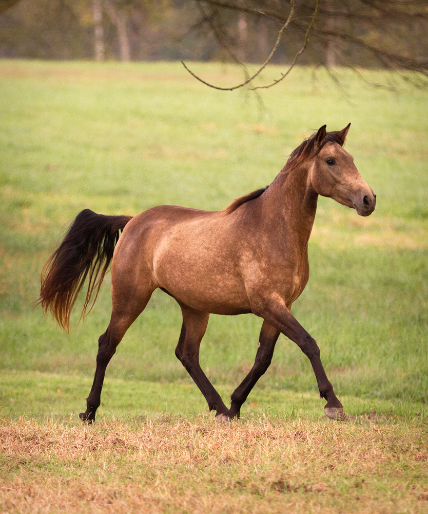 DEM Xarrie bay Lusitano mare trotting