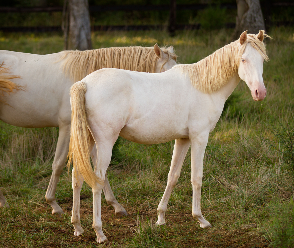 DEM Xiradora cremelo Lusitano yearling filly standing in grass with another horse