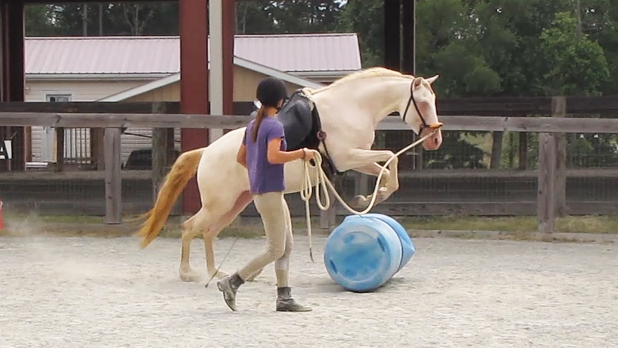 DEM Xiradora cremello Lusitano filly jumping