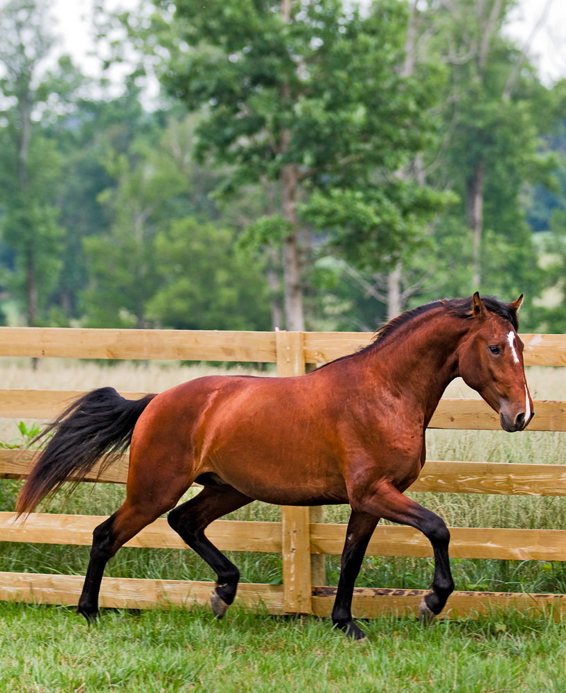 DEM Bravo Lusitano stallion trotting forward along fence