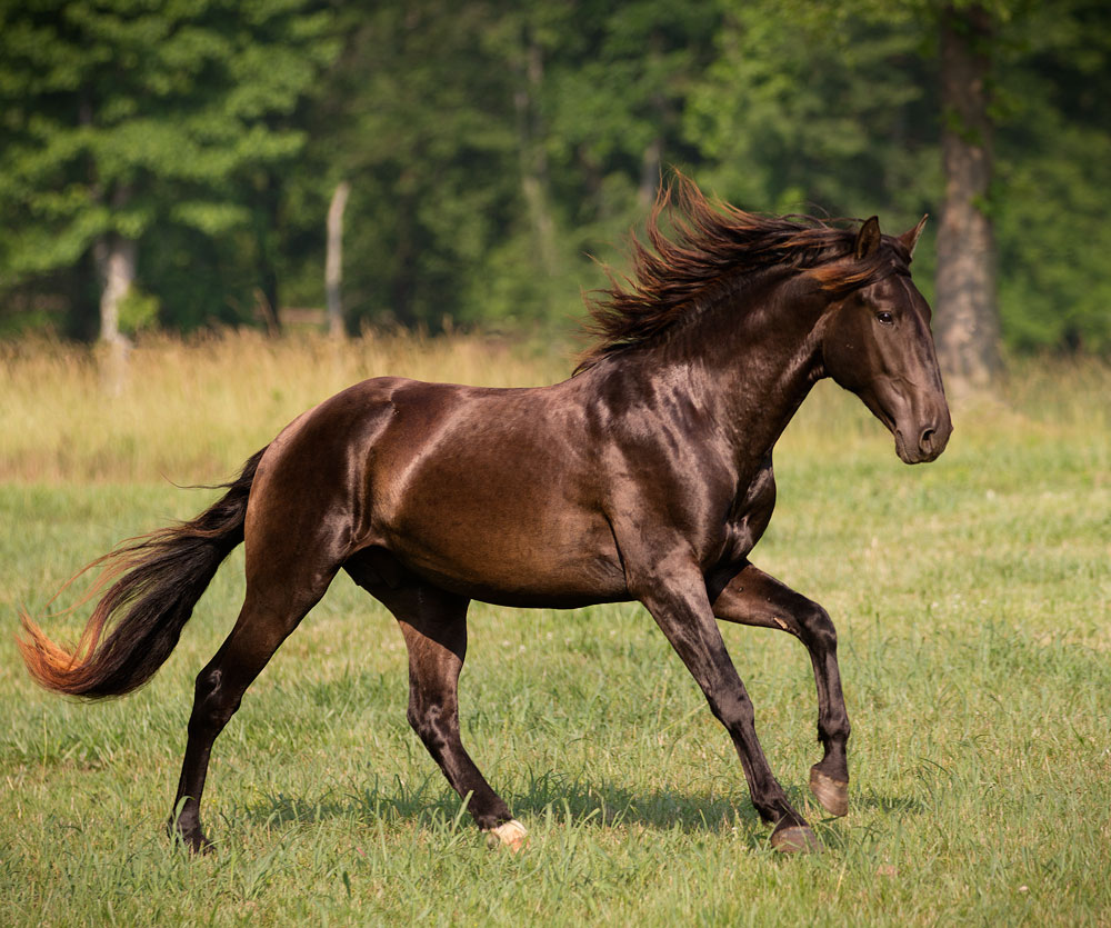 DEM Carlito bay Lusitano horse cantering