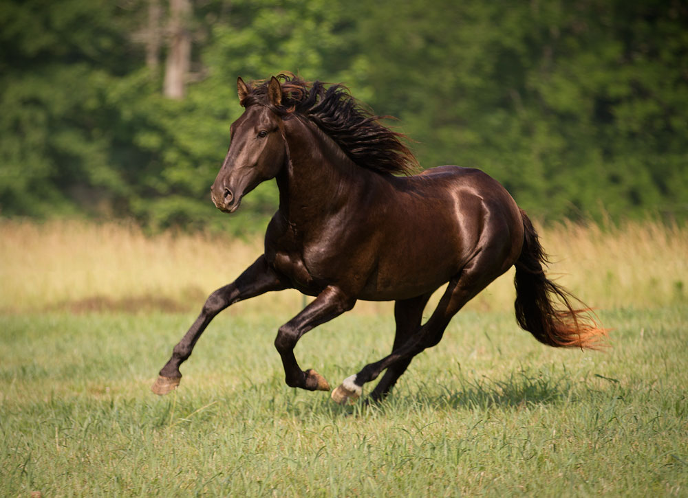 DEM Carlito bay Lusitano gelding