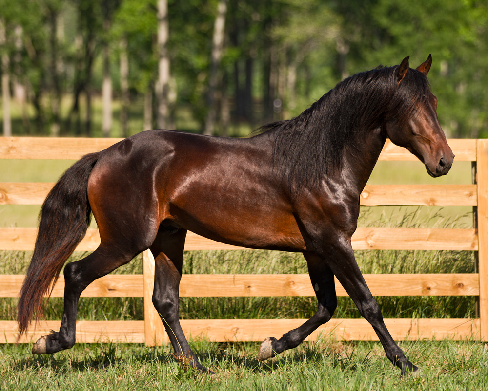 DEM Castaño SOLD, dark bay Lusitano stallion