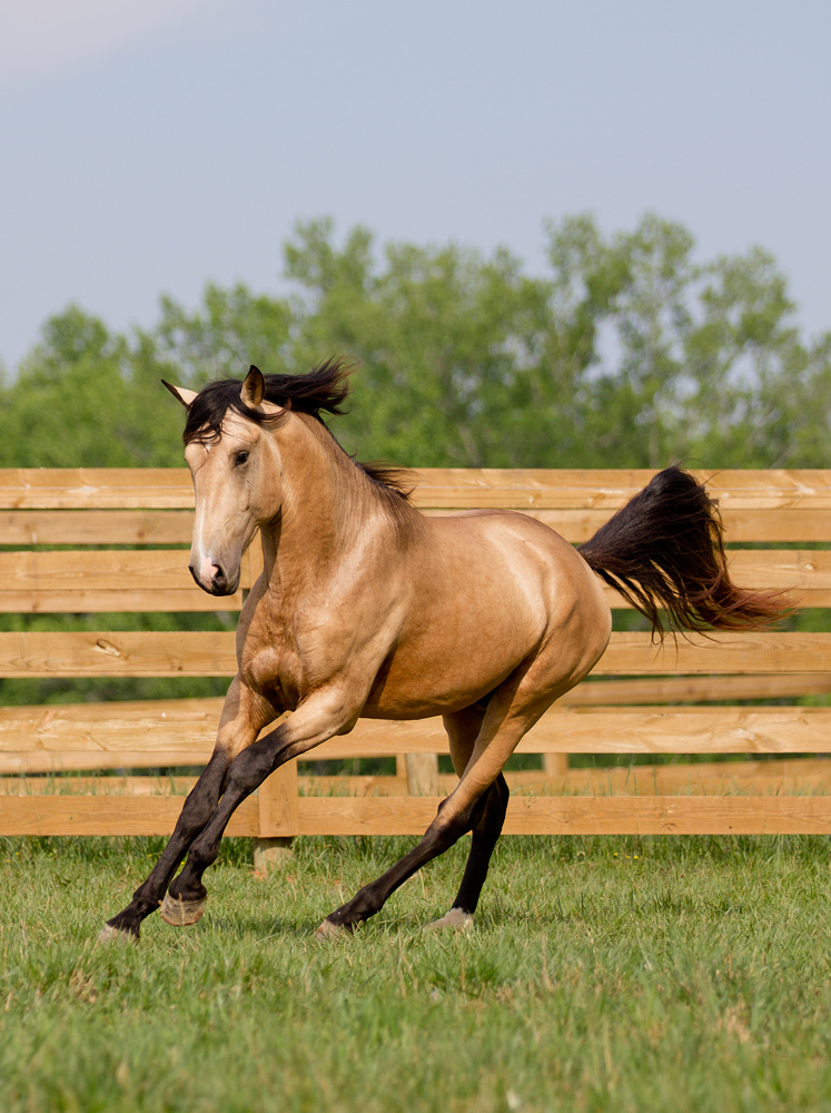 DEM Conquistador Lusitano horse Don E Mor