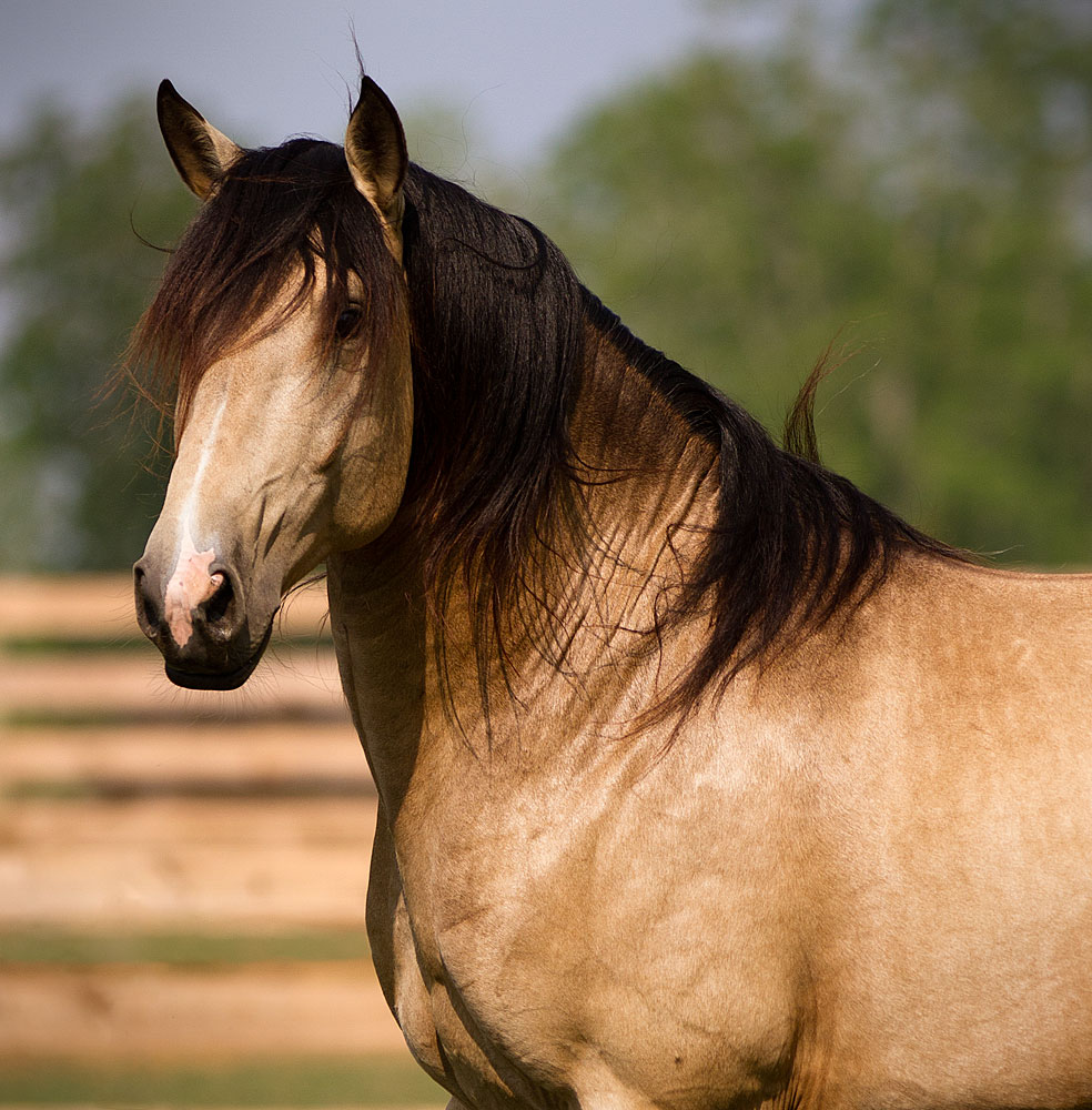 DEM Conquistador buckskin Lusitano stallion