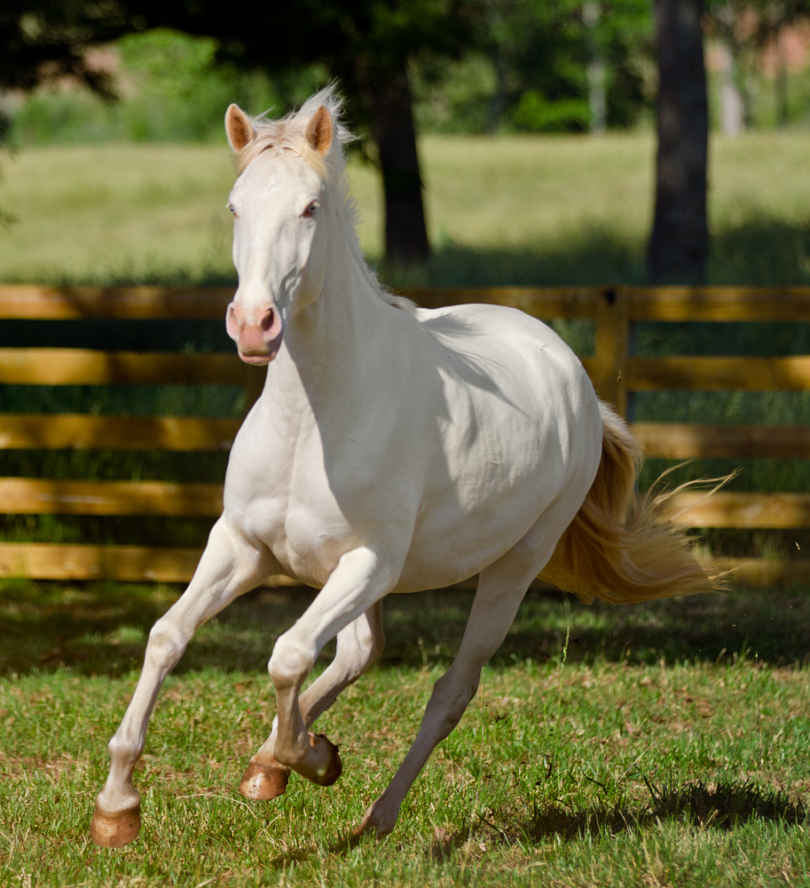 DEM Cremebrule Lusitano horse Don E Mor