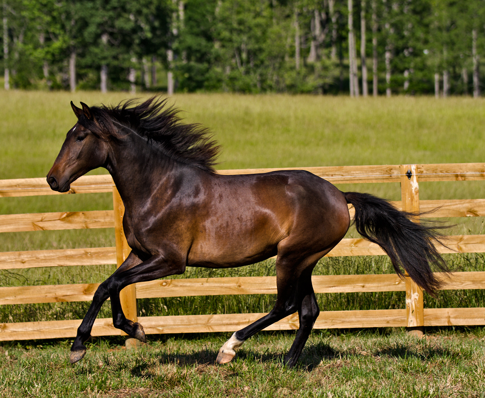 DEM Dulce bay Lusitano mare cantering