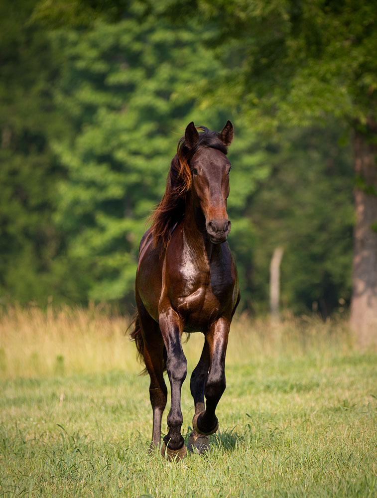 DEM Esplendido bay Lusitano gelding cantering