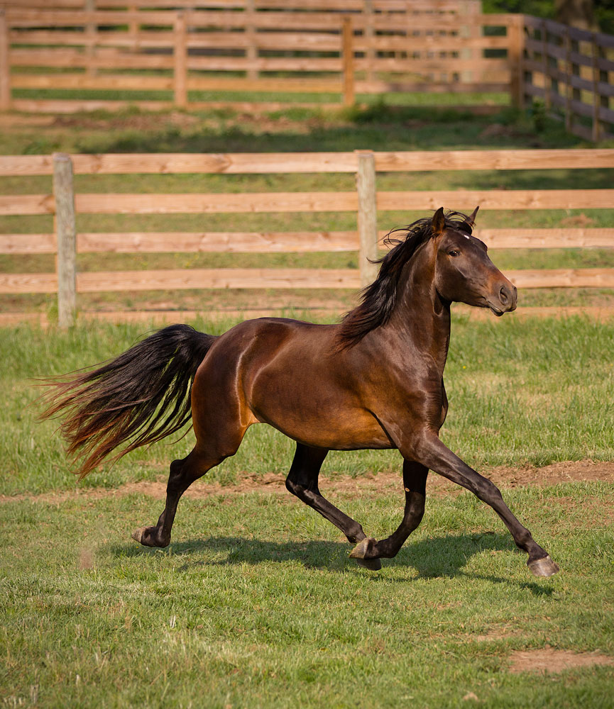 DEM Fresca bay Lusitano mare