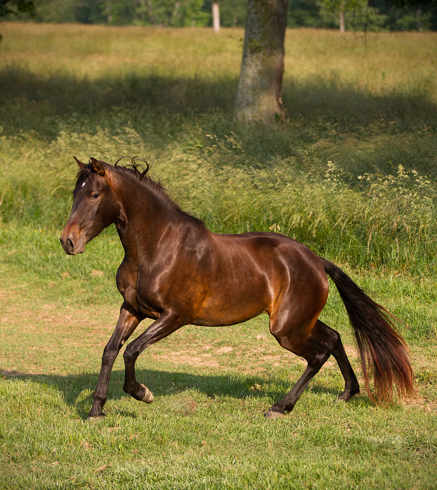 DEM Fresca bay Lusitano horse Don E Mor