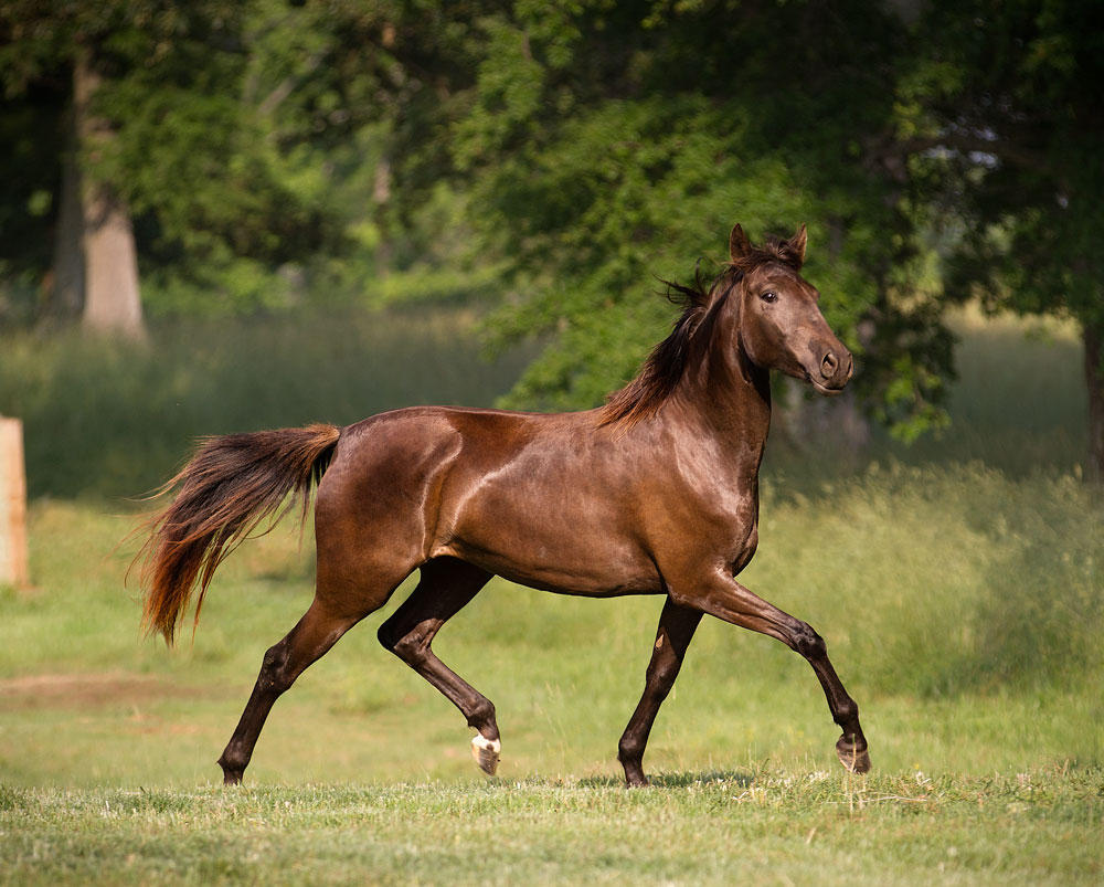 DEM Juliette Lusitano horse Don-E-Mor