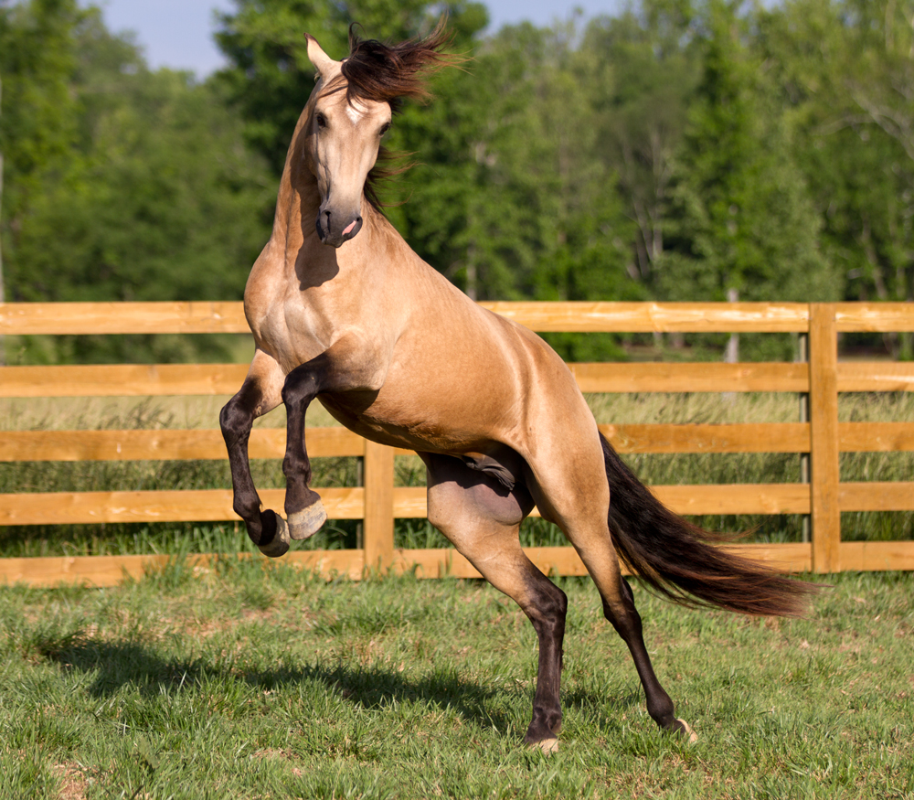 DEM Latte con Leche Lusitano horse Don-E-Mor