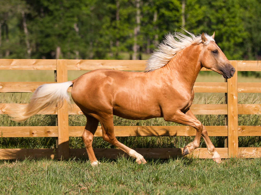 photo DEM Mantequilla Lusitano palomino stallion horse Don E Mor