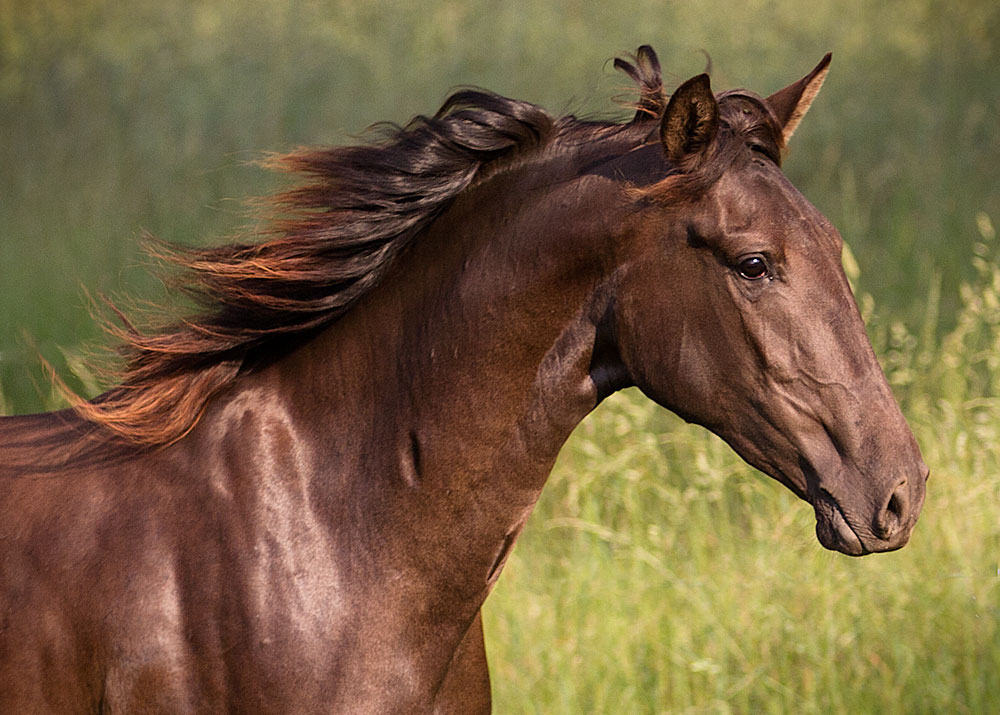 DEM Picante bay Lusitano mare