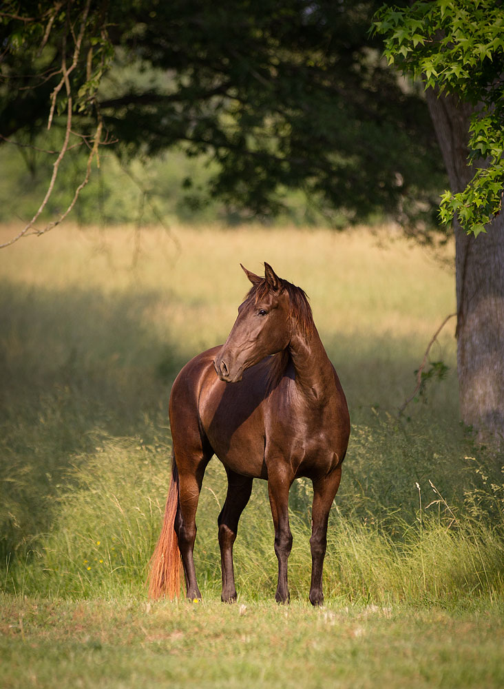 DEM Picante bay Lusitano horse standing still