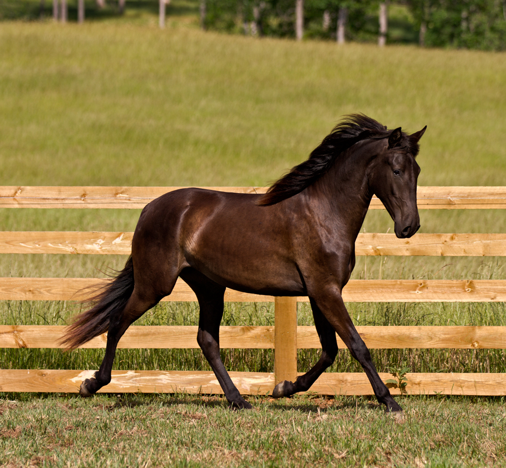 DEM Picante smokey black Lusitano mare trotting