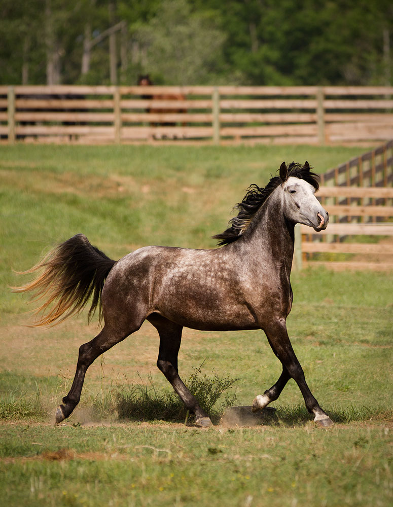 DEM Rayo gray Lusitano gelding