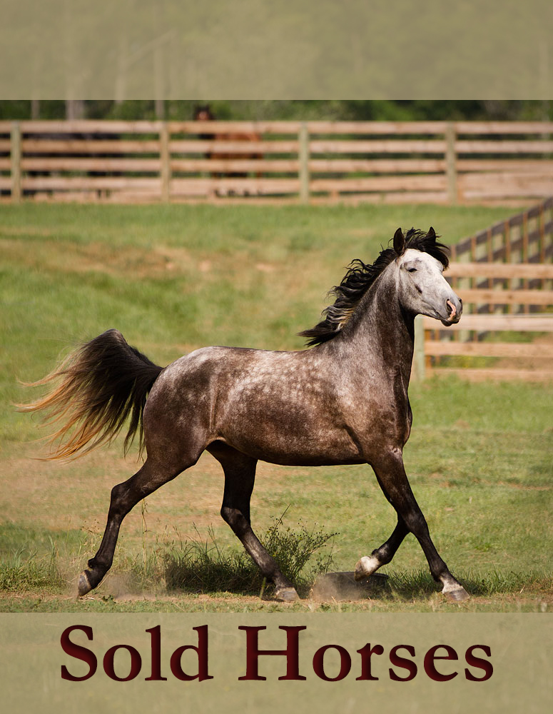 DEM Rayo grey gelding trotting with head held high