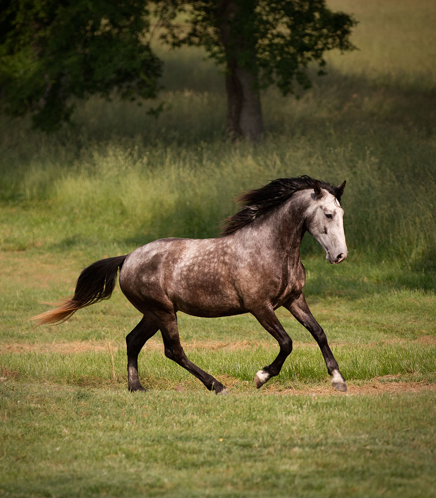 DEM Rayo Lusitano horse Don-E-Mor