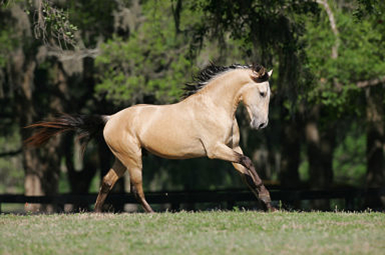 DEM Sereno buckskin Lusitano Stallion galloping Don-E-Mor