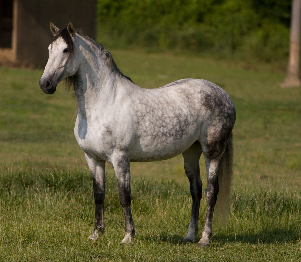 Tarumandai Do Penagono Lusitano brood mare Don-E-Mor