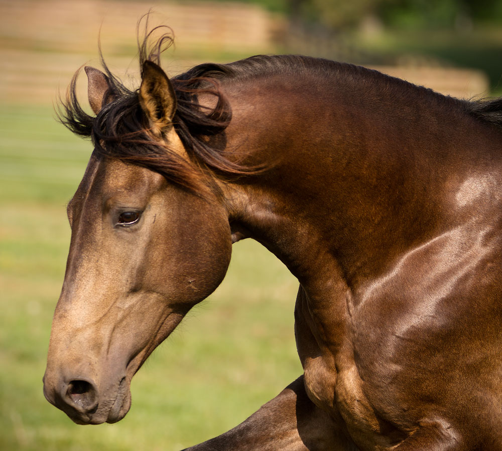 DEM Valiente Lusitano/Warmblood gelding