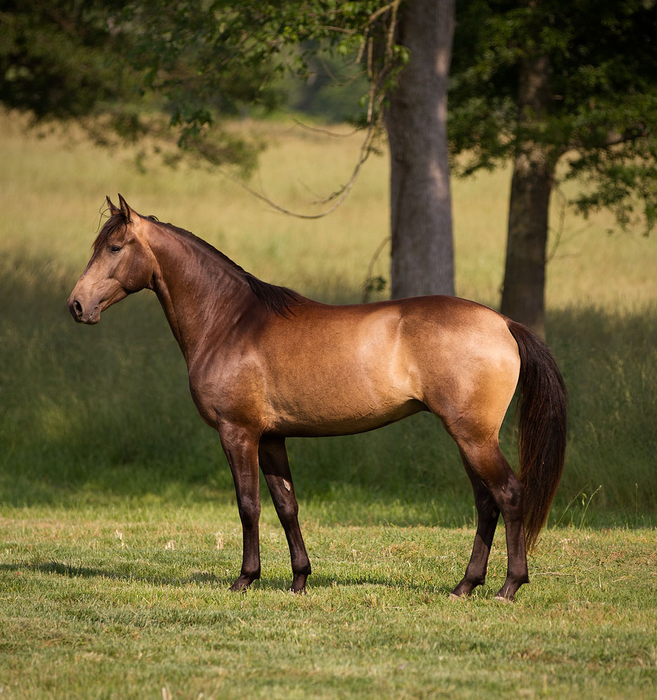 DEM Valiente bay Lusitano/Warmblood mix horse cantering