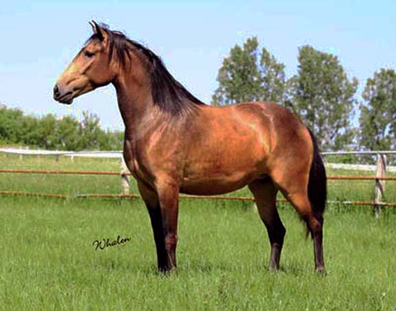 Xira Do Retiro Lusitano brood mare Don-E-Mor